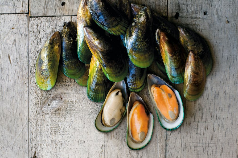 Green Mussel